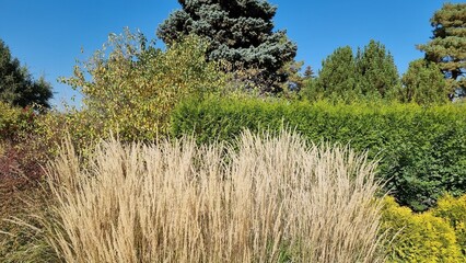 Tree leaves turn yellow. Dry grass in the garden. Autumn landscape.