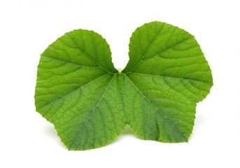 Obraz premium Fresh Green Cucumber Leaf with Heart Shape White Background