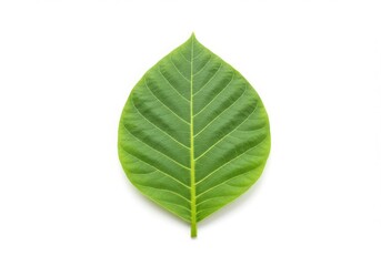 Obraz premium Fresh Green Leaf Isolated White Background
