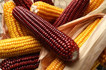 Red and yellow corn cobs on table, closeup