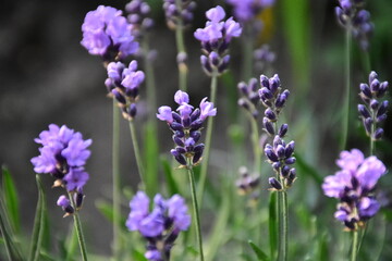 Lavender Blossoms in a Peaceful Garden
