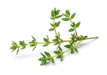 Fototapeta premium Fresh Thyme Sprigs Isolated White Background Aromatic Herb