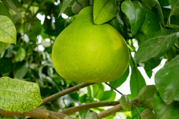 Widely known in South China and India this ancient fruit is the parent of the modern grapefruit. It...