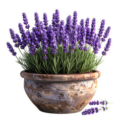 Fototapeta premium Vibrant lavender plants overflow from a weathered terracotta pot, with several fallen blooms