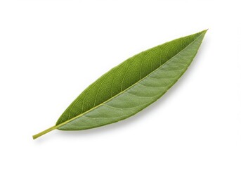 Obraz premium Green Leaf White Background Organic Natural Foliage Closeup