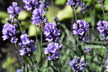 Lavender Blossoms in a Peaceful Garden

