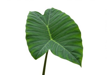 Fototapeta premium Large Elephant Ear Plant Leaf Isolated on White