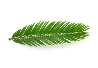 Fototapeta premium Lush Cycas Palm Leaf, White Background, Horizontal