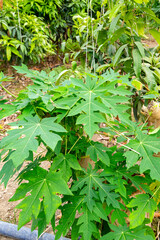 Obraz premium The papaya, papaw, or pawpaw is the plant species Carica papaya, one of the 21 accepted species in the genus Carica of the family Caricaceae. Papaya is also the name of its fruit. 