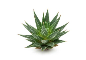 Fototapeta premium Small Green Succulent Plant Haworthia White Background
