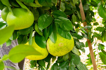 Widely known in South China and India this ancient fruit is the parent of the modern grapefruit. It...