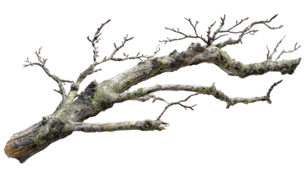 A leafless tree branch with gnarled form, two smaller forks, and gray bark covered in lichen, isolated on transparent background.
