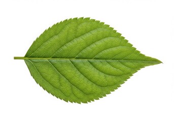 Fototapeta premium Textured Green Leaf Isolated White Background Detail