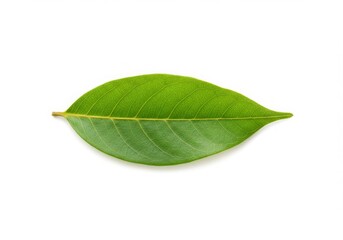 Obraz premium Vibrant Green Leaf Isolated on White Background Studio Shot