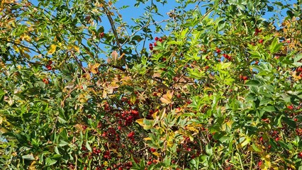 Rosa in autumn. Yellow and green leaves of tree in the garden.