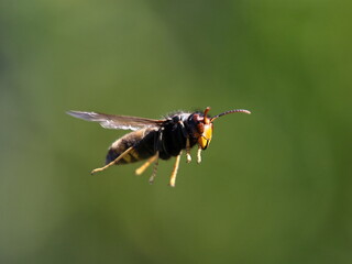 Asiatische Hornisse im Flug
