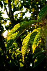 Kirschbl&auml;tter im Gegenlicht der untergehenden Sonne