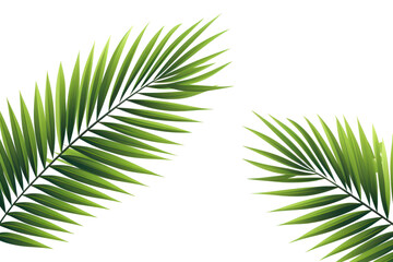 Obraz premium PNG Palm tree leaves backgrounds nature plant.