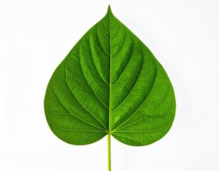 Close-up of a vibrant green heart-shaped leaf against a white background.  The leaf's veins are clearly visible, creating a detailed network.  Its shape is symmetrical and sharply defined
