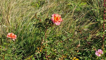 beautiful flower in the garden