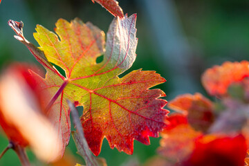 Macro of red grape leaf with green tones captured in autumn in La Rioja, Spain, reflecting organic textures, color transitions and sustainable beauty of vineyard nature