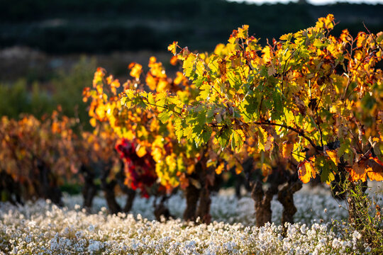 Autumn vineyards glowing in the late afternoon sun in La Rioja, Spain, emphasizing agricultural tradition, environmental care and organic wine culture