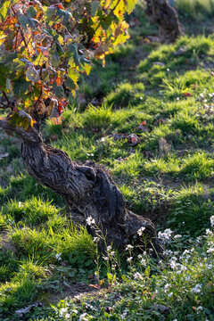 Old vine surrounded by green grass and autumn foliage in La Rioja, Spain, symbolizing resilience, tradition and the sustainable cycle of viticulture and rural life