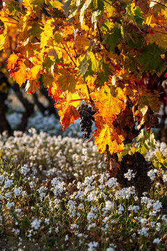 Close detail of orange and yellow vineyard leaves in La Rioja, Spain, under autumn light, showing organic farming, color harmony and nature&rsquo;s sustainable rhythm