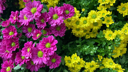 Obraz premium Bright yellow and purple-magenta chrysanthemums in full bloom, radiating beauty and vitality