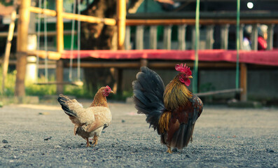 Rooster and hen standing on gravel in a rustic outdoor setting. Perfect for farm-themed visuals, countryside life, and traditional animal photography.