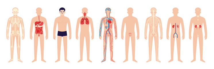 Human Body Organ System White Icon Set