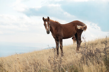 beautiful landscape with wild chestnut foal from mountain top1200m on Black sea. cloudy evening