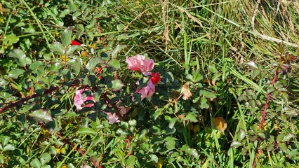 beautiful botanical shot, natural wallpaper
