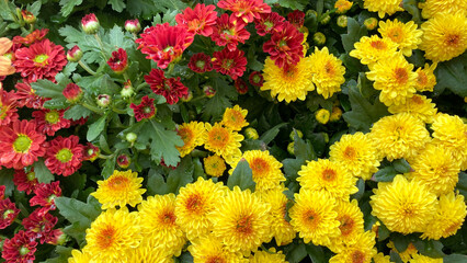 Bright red and yellow chrysanthemums in full bloom, radiating warmth and vibrant energy