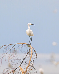 Egret Perched on Bare Branch

