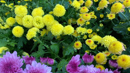A vibrant display of chrysanthemums in purple-magenta and bright yellow, captured in full bloom with striking contrast