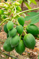 The papaya, papaw, or pawpaw is the plant species Carica papaya, one of the 21 accepted species in the genus Carica of the family Caricaceae. Papaya is also the name of its fruit. 
