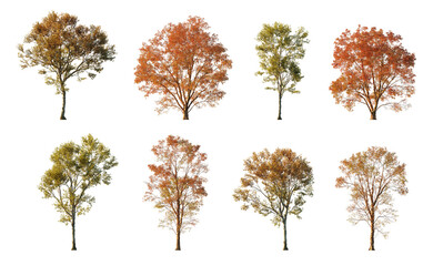White Mulberry and Paperbark Maple in Fall Colors. Isolated PNG on a transparent background premium nature cutout