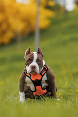puppy american bullies summer in the grass. spring in the park