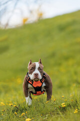 puppy american bullies summer in the grass. spring in the park