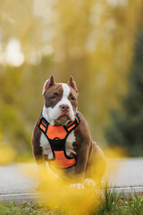 puppy american bullies summer in the grass. spring in the park