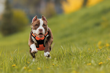 puppy american bullies summer in the grass. spring in the park