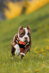 puppy american bullies summer in the grass. spring in the park