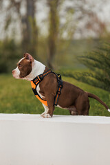 puppy american bullies summer in the grass. spring in the park