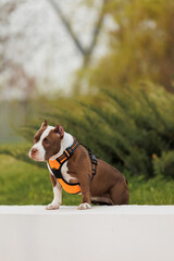 puppy american bullies summer in the grass. spring in the park