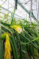 Pitaya, pitahaya or commonly known as dragon fruit is the fruit of several cactus species indigenous to the region of southern Mexico . Philippines Purple  plants in a greenhouse of Manavgat Turkey

