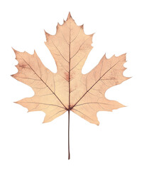 Obraz premium PNG Maple maple leaf illustration.
