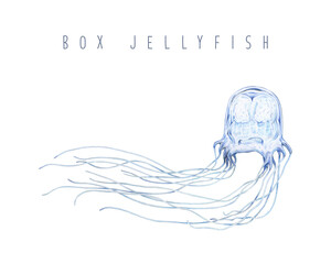 Single box jellyfish on white background hand drawn realistic illustration. Floating wildlife sea dangerous poisonous creature with tentacles. Box jellyfish underwater animal vintage style image