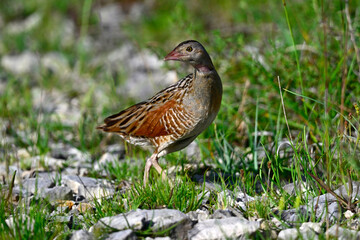 Corncrake // Wachtelkönig (Crex crex)