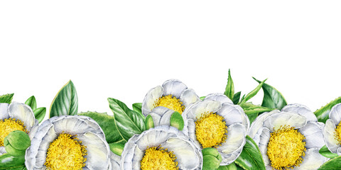 White camellia flower seamless border decor element. Lush spring blossoms vintage style hand drawn watercolor illustration. Botanical floral decoration element isolated on a white background